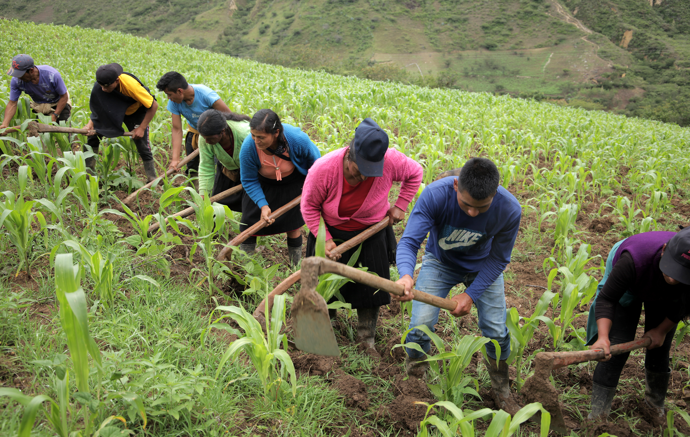 Minga en La Jalca Grande, región Amazonas - 2023