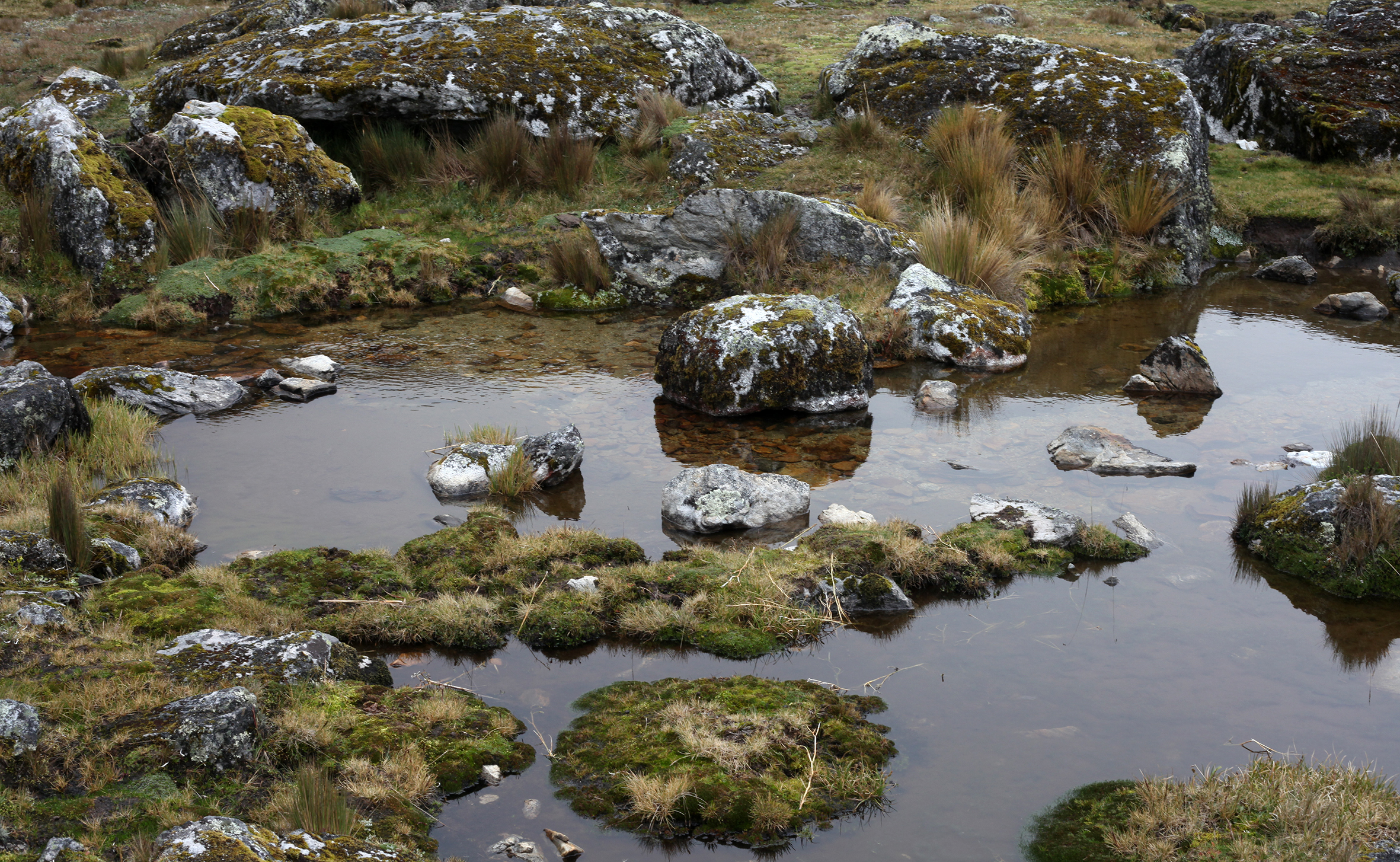 Puquiales de altura - 2016